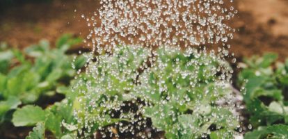 Is Hard Water Bad for Plants?